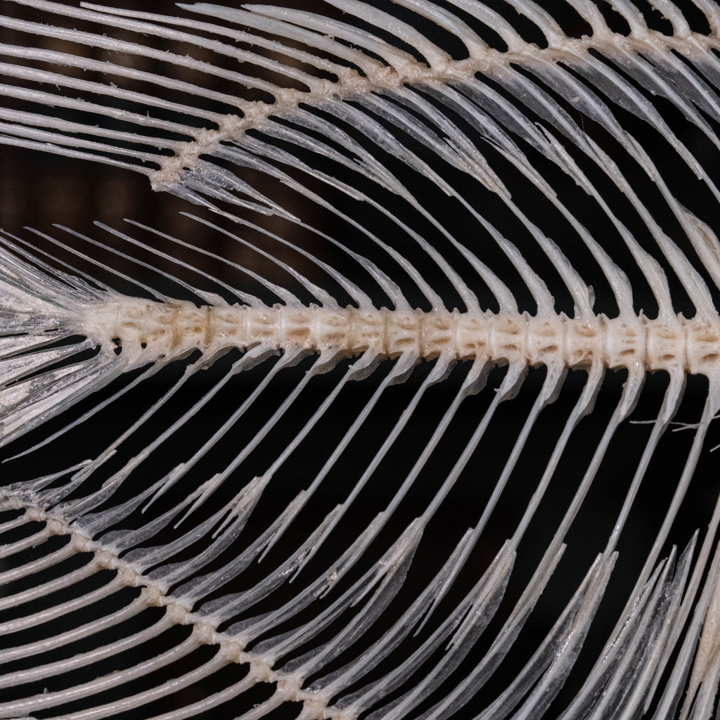 Elephan ear gourami, Giant gourami skeleton, monster fish bone collection, oddities and curiosities,  Real fish skeleton taxidermy,  real fish skull, trophy fish taxidermy,  fish anatomy,  Goth home decor, dark academia, vulture culture