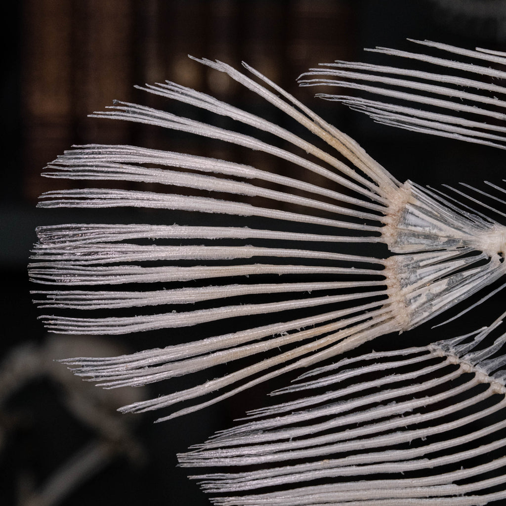 Elephan ear gourami, Giant gourami skeleton, monster fish bone collection, oddities and curiosities,  Real fish skeleton taxidermy,  real fish skull, trophy fish taxidermy,  fish anatomy,  Goth home decor, dark academia, vulture culture