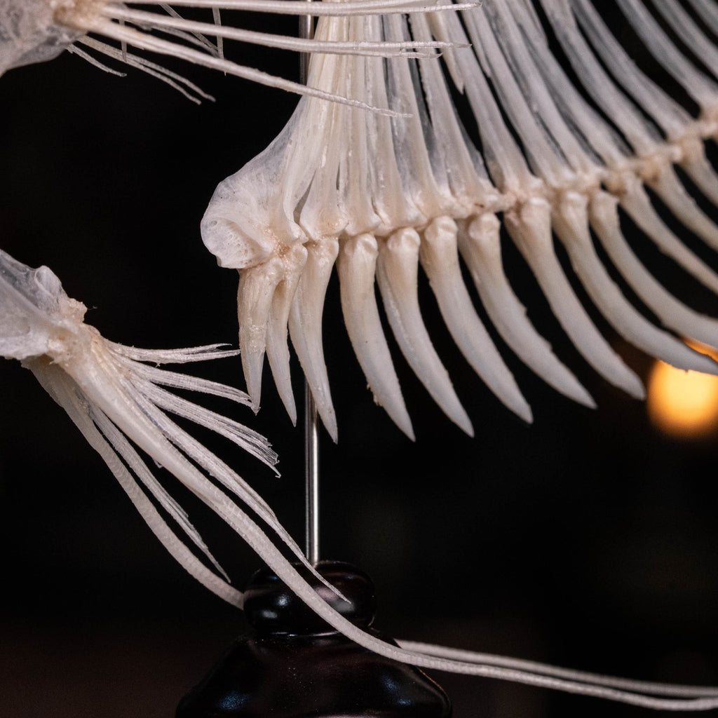 Elephan ear gourami, Giant gourami skeleton, monster fish bone collection, oddities and curiosities,  Real fish skeleton taxidermy,  real fish skull, trophy fish taxidermy,  fish anatomy,  Goth home decor, dark academia, vulture culture