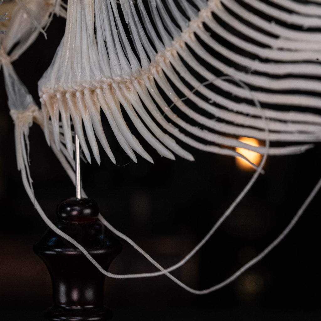 Elephan ear gourami, Giant gourami skeleton, monster fish bone collection, oddities and curiosities,  Real fish skeleton taxidermy,  real fish skull, trophy fish taxidermy,  fish anatomy,  Goth home decor, dark academia, vulture culture