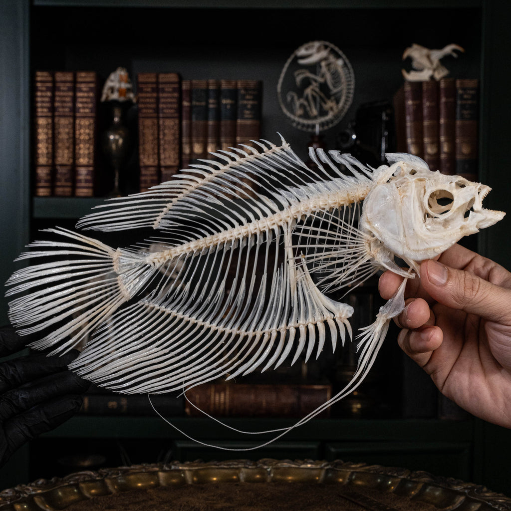 Elephan ear gourami, Giant gourami skeleton, monster fish bone collection, oddities and curiosities,  Real fish skeleton taxidermy,  real fish skull, trophy fish taxidermy,  fish anatomy,  Goth home decor, dark academia, vulture culture