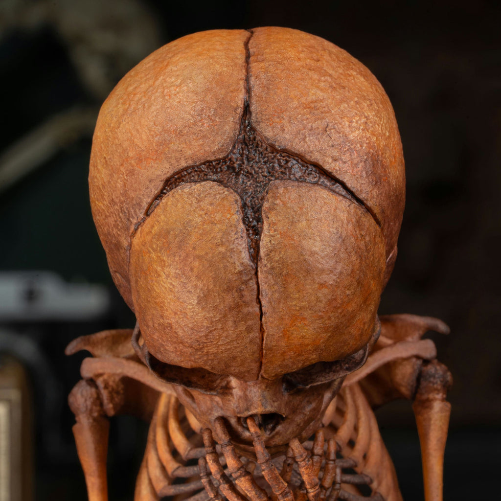 3D Printed Human Fetus Infant skeleton on Magnet Stand, hand painted f ...