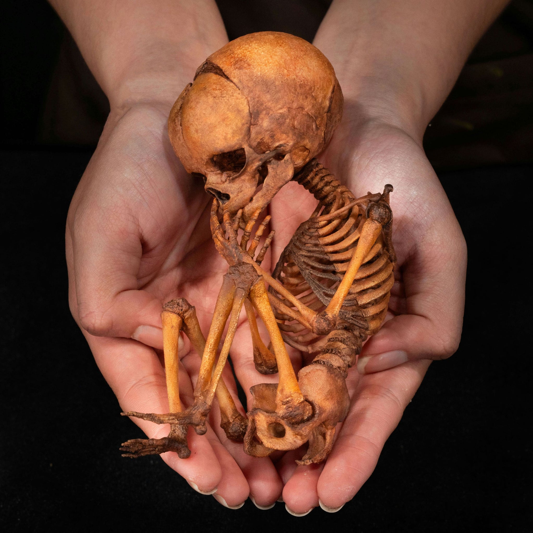3D Printed Human Fetus Infant skeleton on Magnet Stand, hand