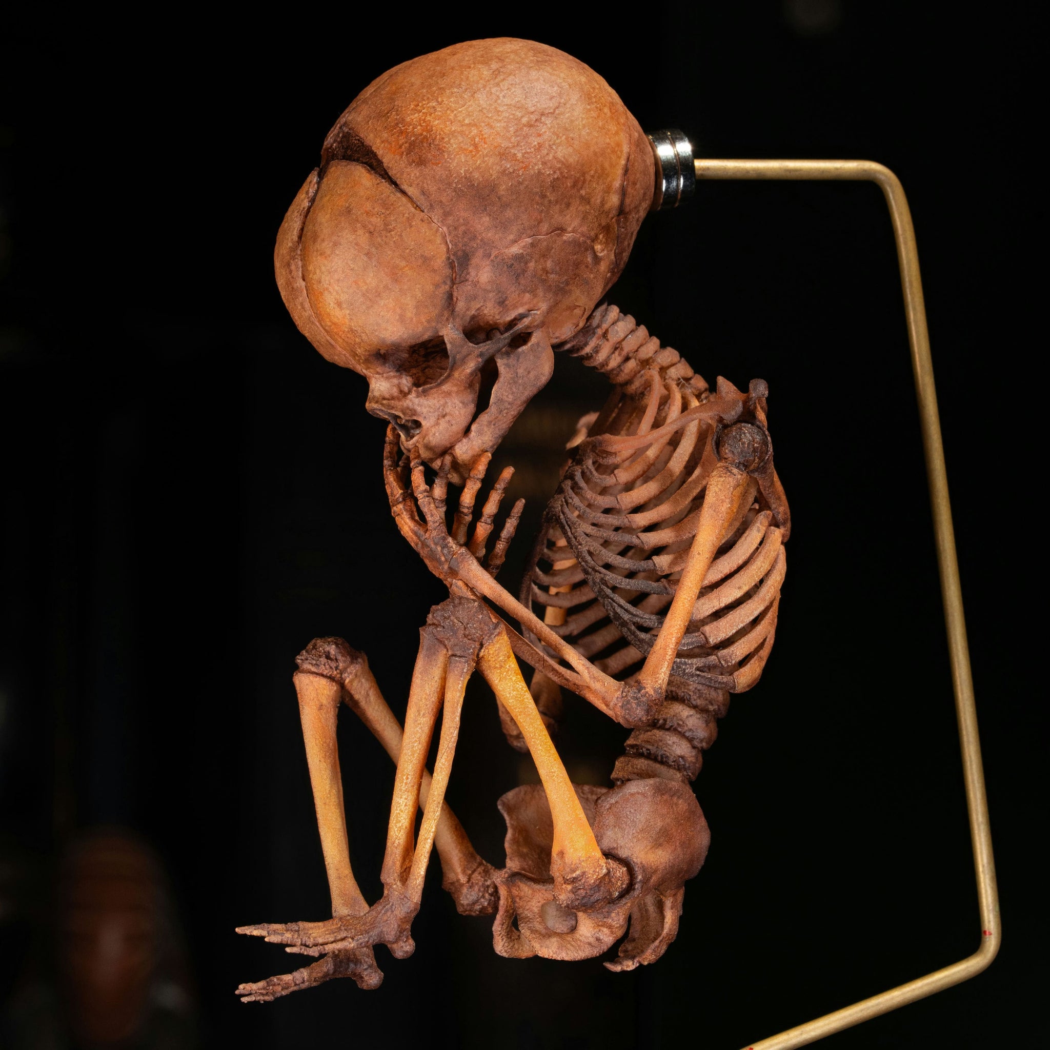 3D Printed Human Fetus Infant skeleton on Magnet Stand, hand