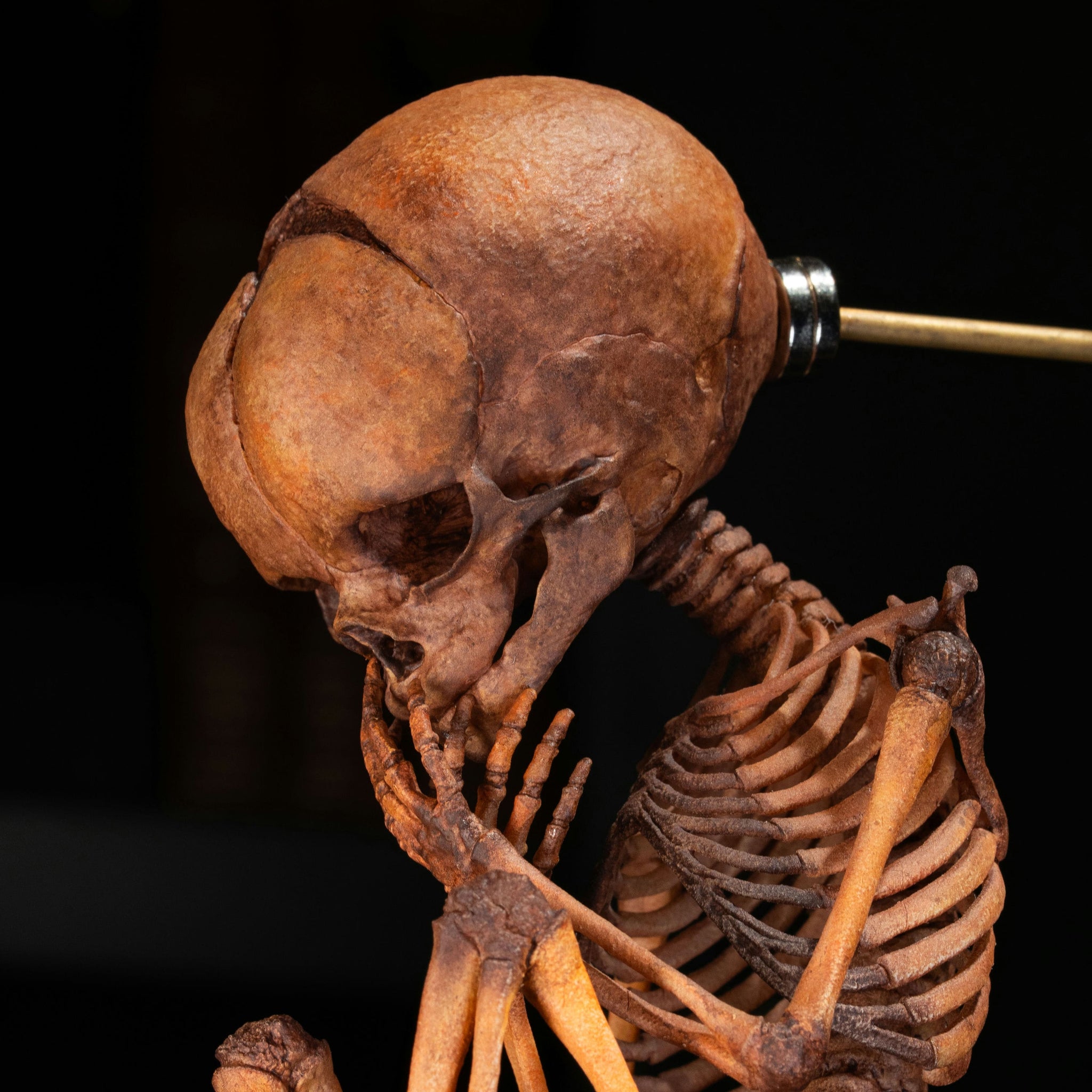 3D Printed Human Fetus Infant skeleton on Magnet Stand, hand