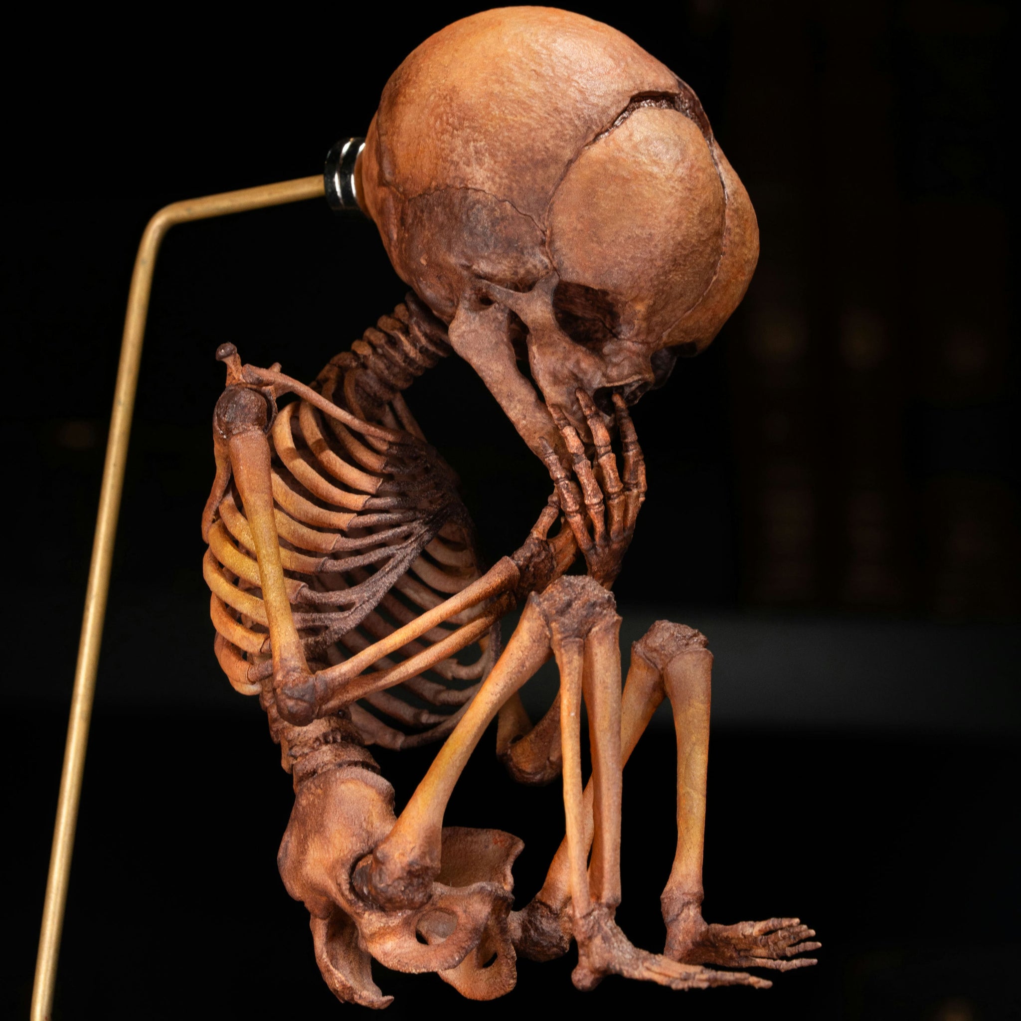 3D Printed Human Fetus Infant skeleton on Magnet Stand, hand
