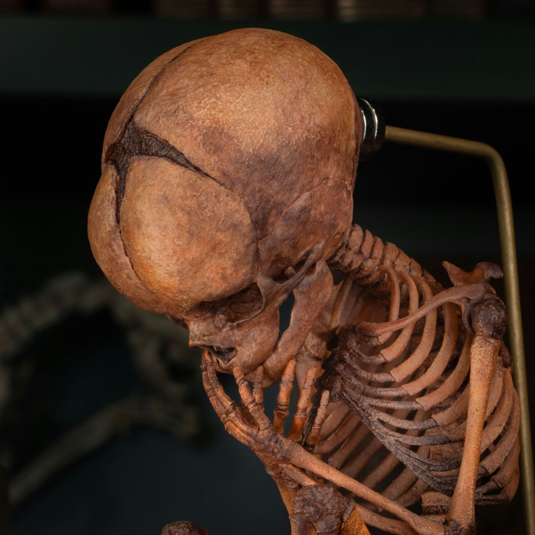 3D Printed Human Fetus Infant skeleton on Magnet Stand, hand