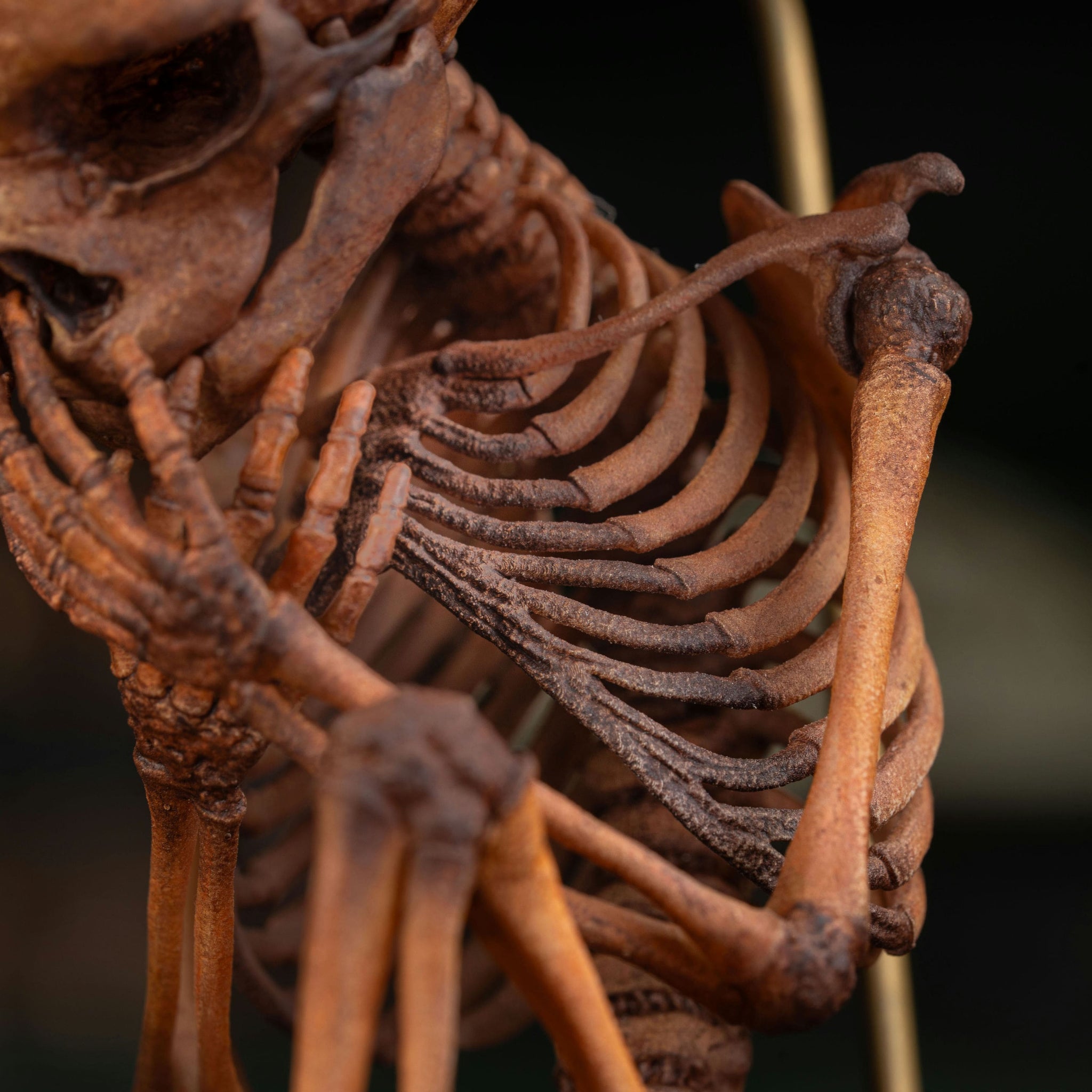 3D Printed Human Fetus Infant skeleton on Magnet Stand, hand