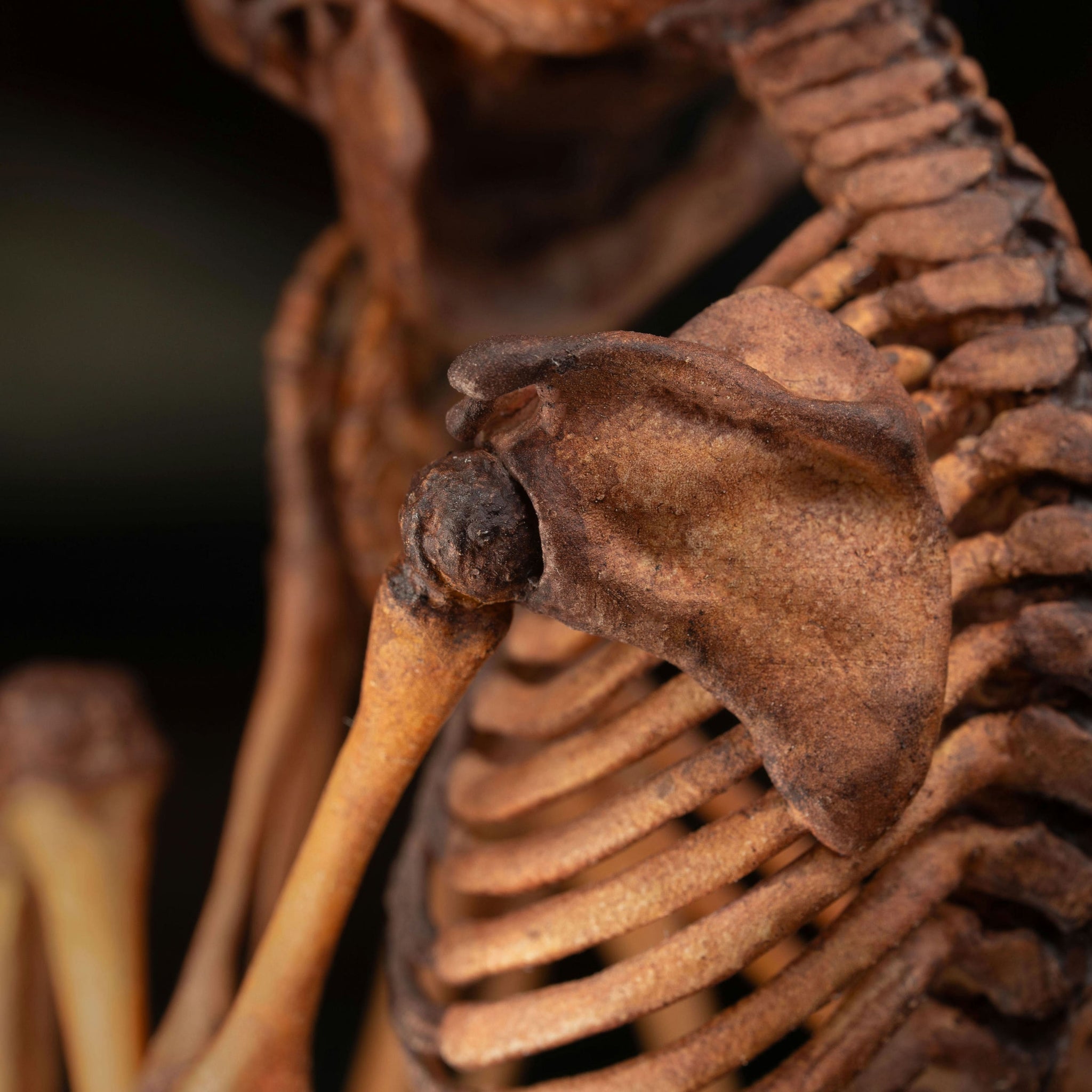 3D Printed Human Fetus Infant skeleton on Magnet Stand, hand
