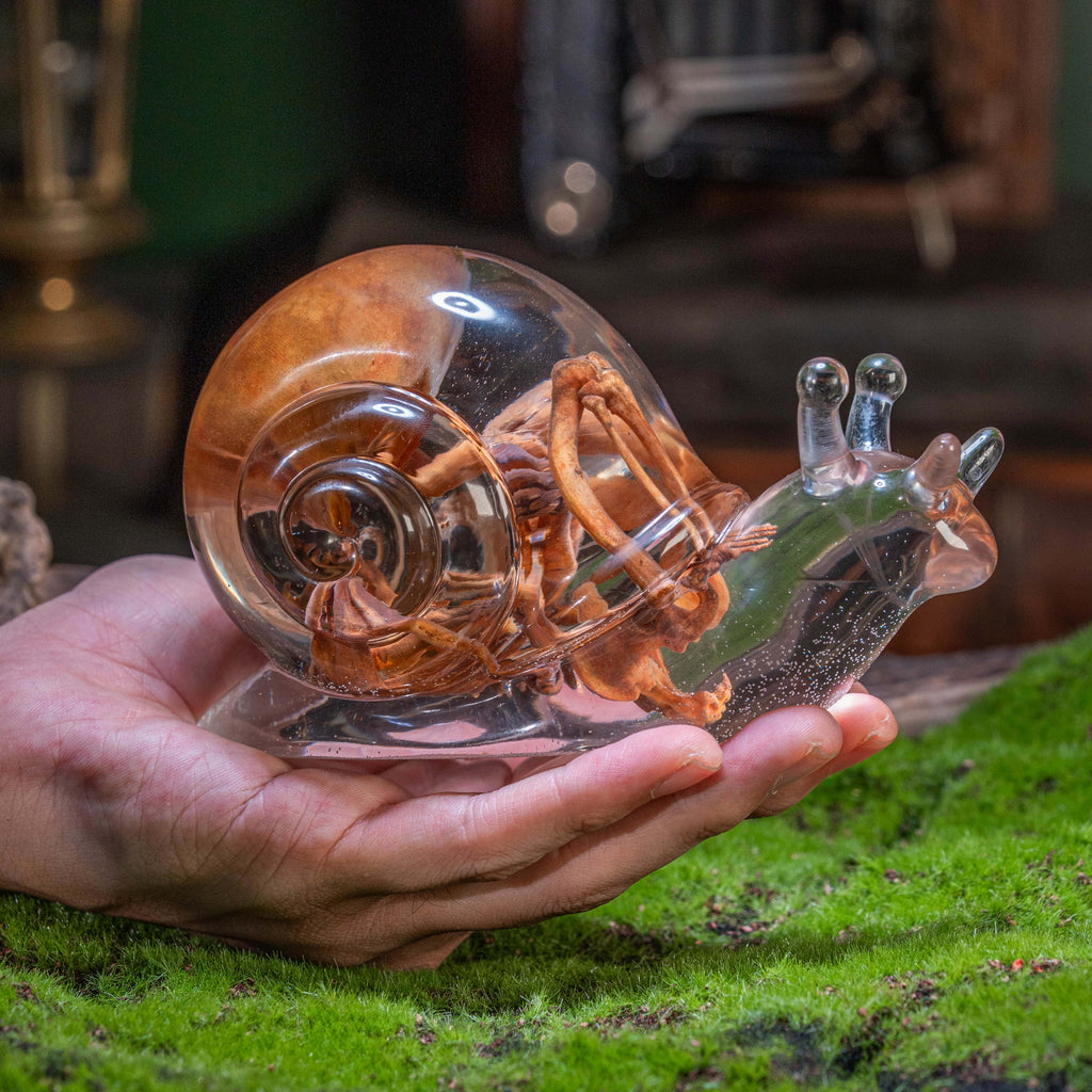 Anatomically accurate baby human fetus skeleton inside a translucent snail.
Human skull. Human skeleton. Oddities and curiosities. Gothic home decor. Dark academia. Witchcraft collectibles. Horror nursery display. Afterlife symbolism. Creepy cradle art piece