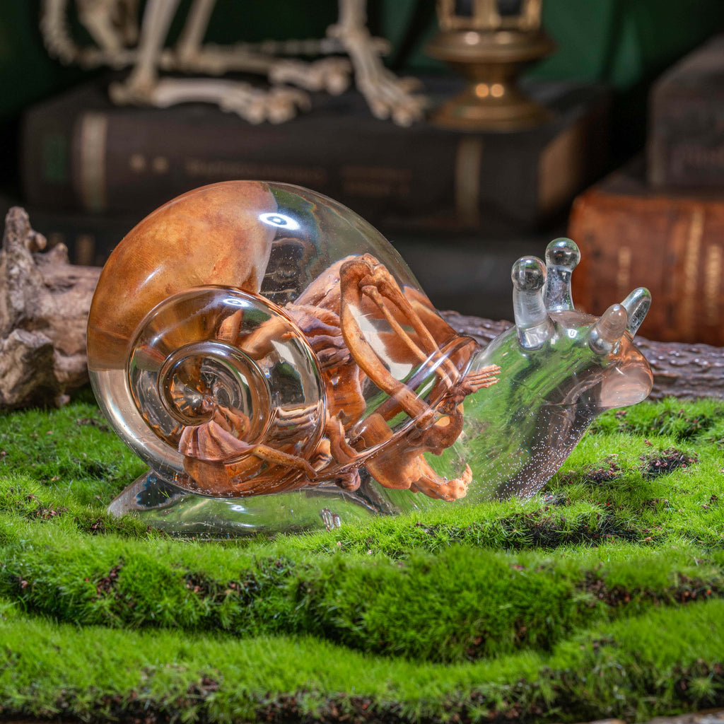 Anatomically accurate baby human fetus skeleton inside a translucent snail.
Human skull. Human skeleton. Oddities and curiosities. Gothic home decor. Dark academia. Witchcraft collectibles. Horror nursery display. Afterlife symbolism. Creepy cradle art piece