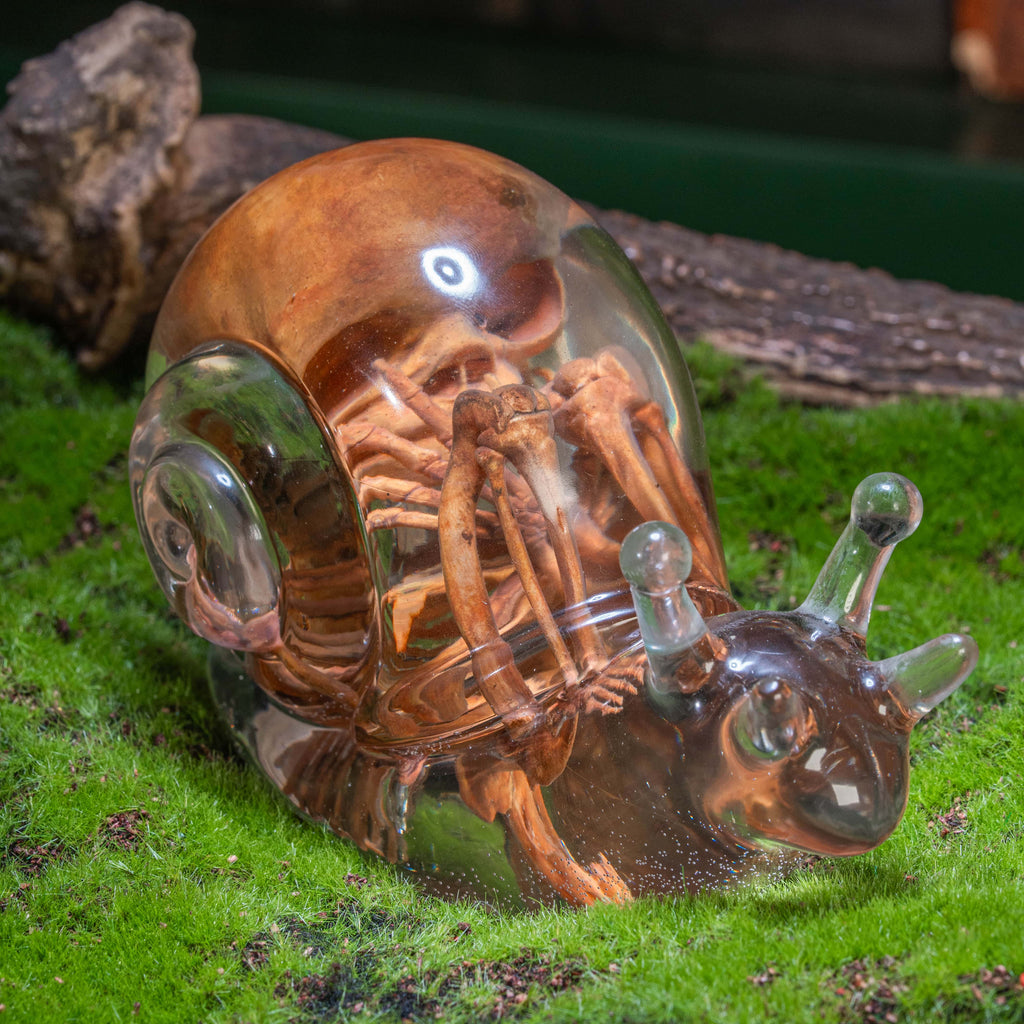 Anatomically accurate baby human fetus skeleton inside a translucent snail.
Human skull. Human skeleton. Oddities and curiosities. Gothic home decor. Dark academia. Witchcraft collectibles. Horror nursery display. Afterlife symbolism. Creepy cradle art piece