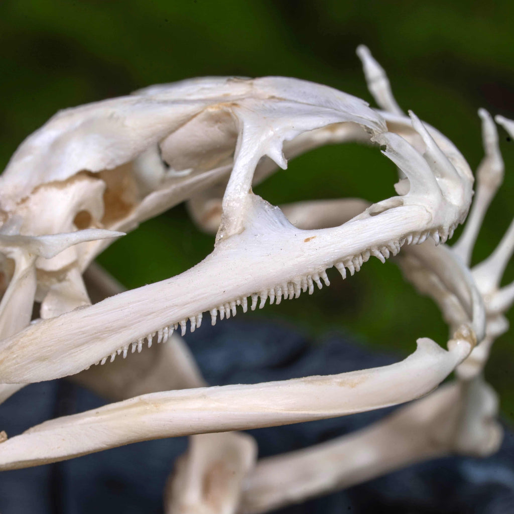 Real frog skeleton taxidermy art displayed on a hand-crafted stone well diorama, inspired by the fable “The Frog in the Well.” This Asian bullfrog skeleton is ethically sourced and carefully mounted, making it a unique gothic art decor and natural history specimen. Perfect for oddities collectors, curiosity cabinet displays, dark academia interiors, and symbolic storytelling art that combines memento mori, philosophy, and natural history.