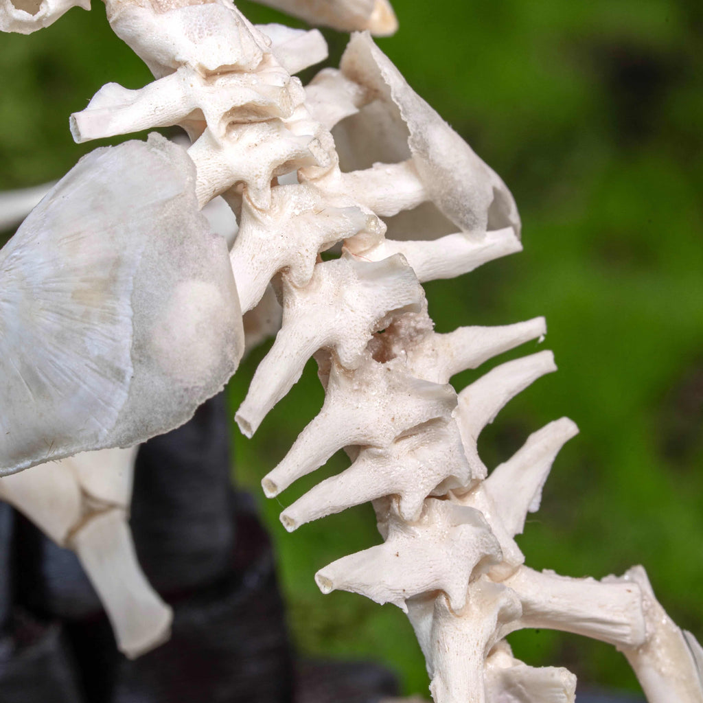 Real frog skeleton taxidermy art displayed on a hand-crafted stone well diorama, inspired by the fable “The Frog in the Well.” This Asian bullfrog skeleton is ethically sourced and carefully mounted, making it a unique gothic art decor and natural history specimen. Perfect for oddities collectors, curiosity cabinet displays, dark academia interiors, and symbolic storytelling art that combines memento mori, philosophy, and natural history.