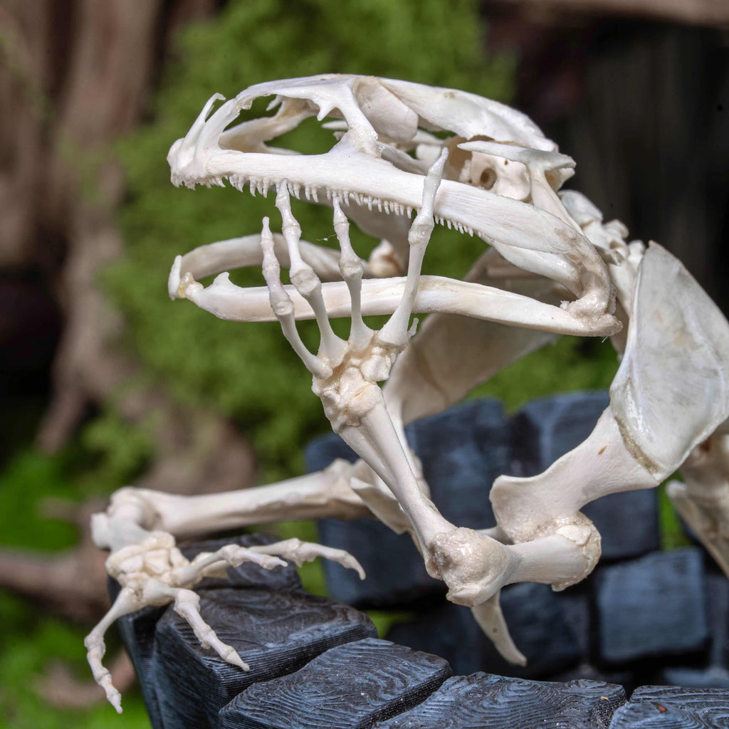 Real frog skeleton taxidermy art displayed on a hand-crafted stone well diorama, inspired by the fable “The Frog in the Well.” This Asian bullfrog skeleton is ethically sourced and carefully mounted, making it a unique gothic art decor and natural history specimen. Perfect for oddities collectors, curiosity cabinet displays, dark academia interiors, and symbolic storytelling art that combines memento mori, philosophy, and natural history.