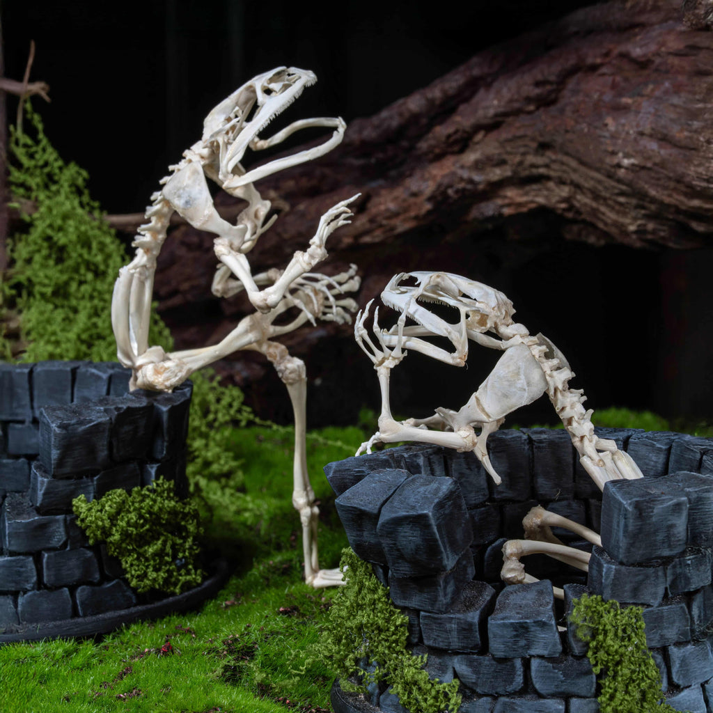 Real frog skeleton taxidermy art displayed on a hand-crafted stone well diorama, inspired by the fable “The Frog in the Well.” This Asian bullfrog skeleton is ethically sourced and carefully mounted, making it a unique gothic art decor and natural history specimen. Perfect for oddities collectors, curiosity cabinet displays, dark academia interiors, and symbolic storytelling art that combines memento mori, philosophy, and natural history.