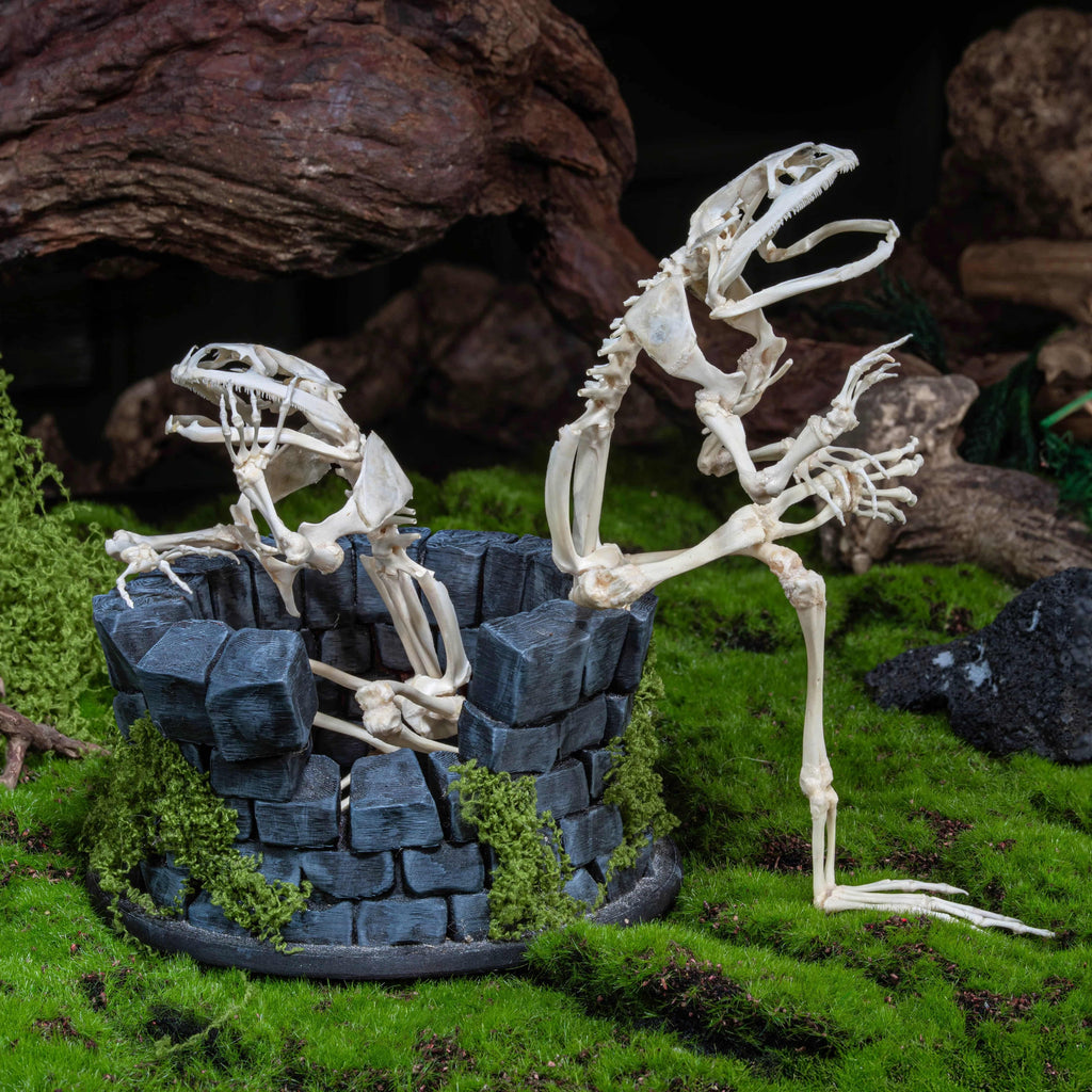 Real frog skeleton taxidermy art displayed on a hand-crafted stone well diorama, inspired by the fable “The Frog in the Well.” This Asian bullfrog skeleton is ethically sourced and carefully mounted, making it a unique gothic art decor and natural history specimen. Perfect for oddities collectors, curiosity cabinet displays, dark academia interiors, and symbolic storytelling art that combines memento mori, philosophy, and natural history.