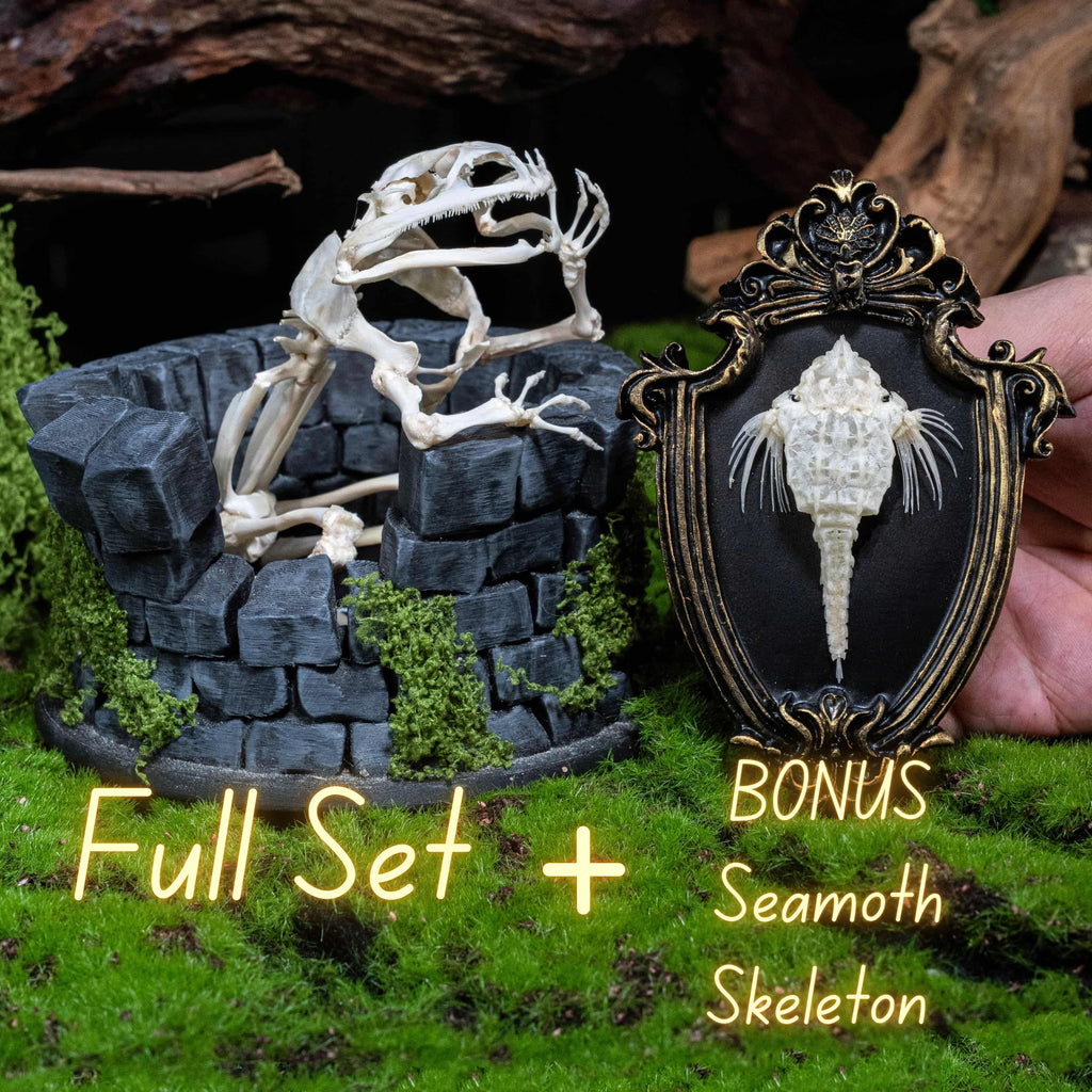 Real frog skeleton taxidermy art displayed on a hand-crafted stone well diorama, inspired by the fable “The Frog in the Well.” This Asian bullfrog skeleton is ethically sourced and carefully mounted, making it a unique gothic art decor and natural history specimen. Perfect for oddities collectors, curiosity cabinet displays, dark academia interiors, and symbolic storytelling art that combines memento mori, philosophy, and natural history.
