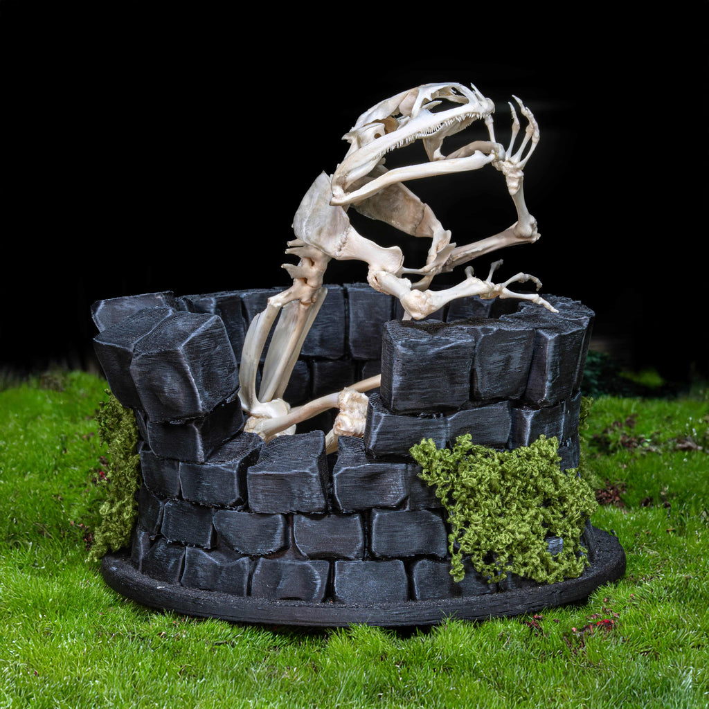 Real frog skeleton taxidermy art displayed on a hand-crafted stone well diorama, inspired by the fable “The Frog in the Well.” This Asian bullfrog skeleton is ethically sourced and carefully mounted, making it a unique gothic art decor and natural history specimen. Perfect for oddities collectors, curiosity cabinet displays, dark academia interiors, and symbolic storytelling art that combines memento mori, philosophy, and natural history.