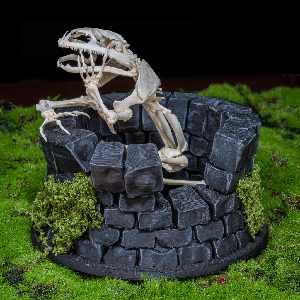 Real frog skeleton taxidermy art displayed on a hand-crafted stone well diorama, inspired by the fable “The Frog in the Well.” This Asian bullfrog skeleton is ethically sourced and carefully mounted, making it a unique gothic art decor and natural history specimen. Perfect for oddities collectors, curiosity cabinet displays, dark academia interiors, and symbolic storytelling art that combines memento mori, philosophy, and natural history.