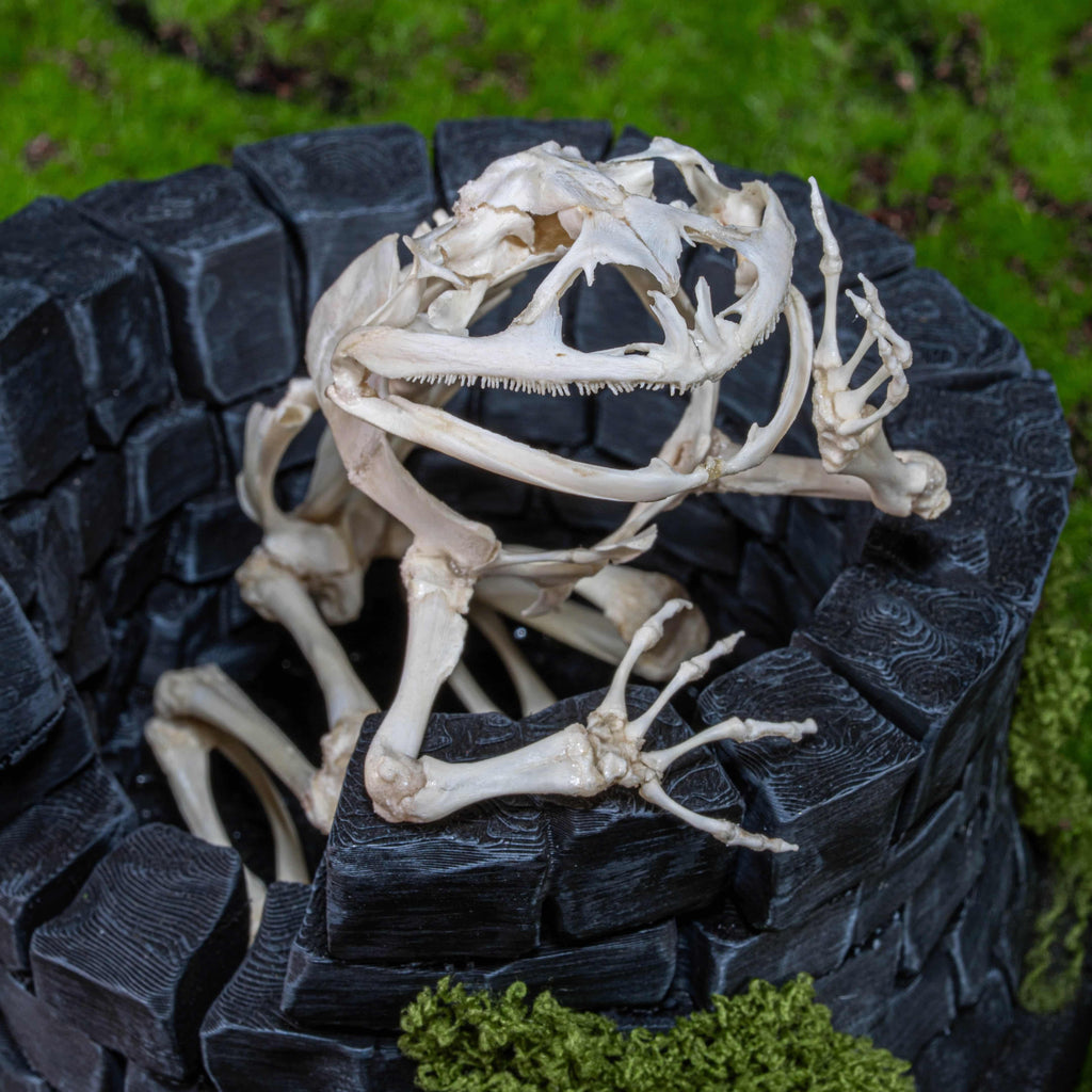 Real frog skeleton taxidermy art displayed on a hand-crafted stone well diorama, inspired by the fable “The Frog in the Well.” This Asian bullfrog skeleton is ethically sourced and carefully mounted, making it a unique gothic art decor and natural history specimen. Perfect for oddities collectors, curiosity cabinet displays, dark academia interiors, and symbolic storytelling art that combines memento mori, philosophy, and natural history.