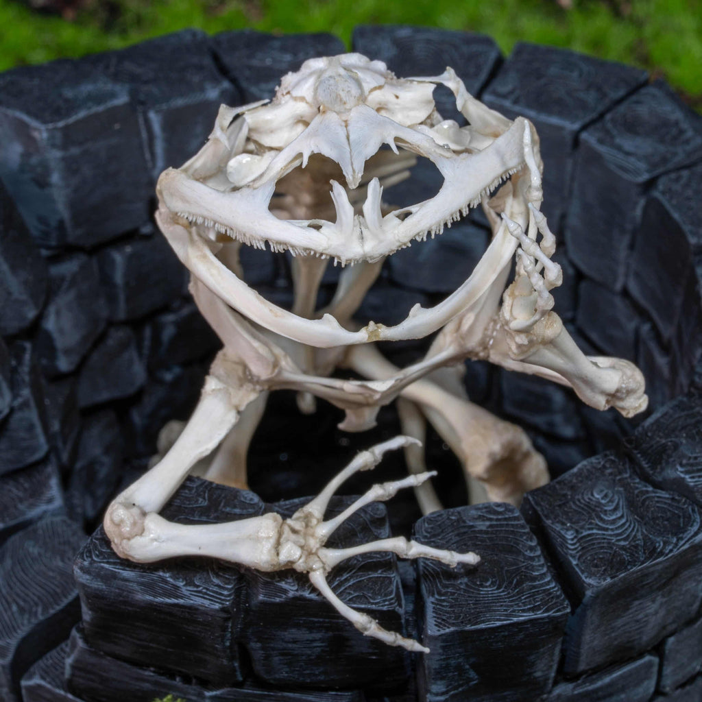 Real frog skeleton taxidermy art displayed on a hand-crafted stone well diorama, inspired by the fable “The Frog in the Well.” This Asian bullfrog skeleton is ethically sourced and carefully mounted, making it a unique gothic art decor and natural history specimen. Perfect for oddities collectors, curiosity cabinet displays, dark academia interiors, and symbolic storytelling art that combines memento mori, philosophy, and natural history.