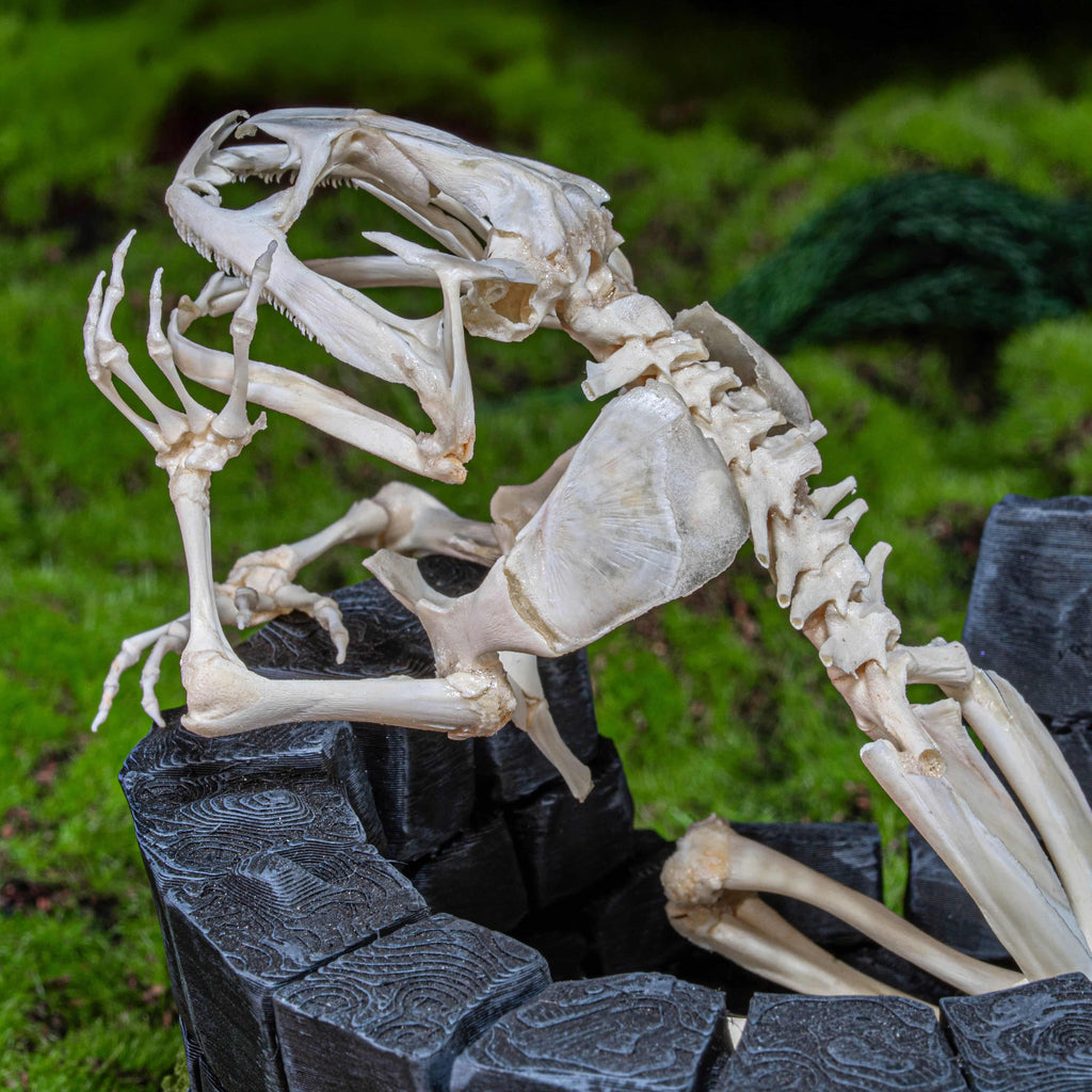 Real frog skeleton taxidermy art displayed on a hand-crafted stone well diorama, inspired by the fable “The Frog in the Well.” This Asian bullfrog skeleton is ethically sourced and carefully mounted, making it a unique gothic art decor and natural history specimen. Perfect for oddities collectors, curiosity cabinet displays, dark academia interiors, and symbolic storytelling art that combines memento mori, philosophy, and natural history.