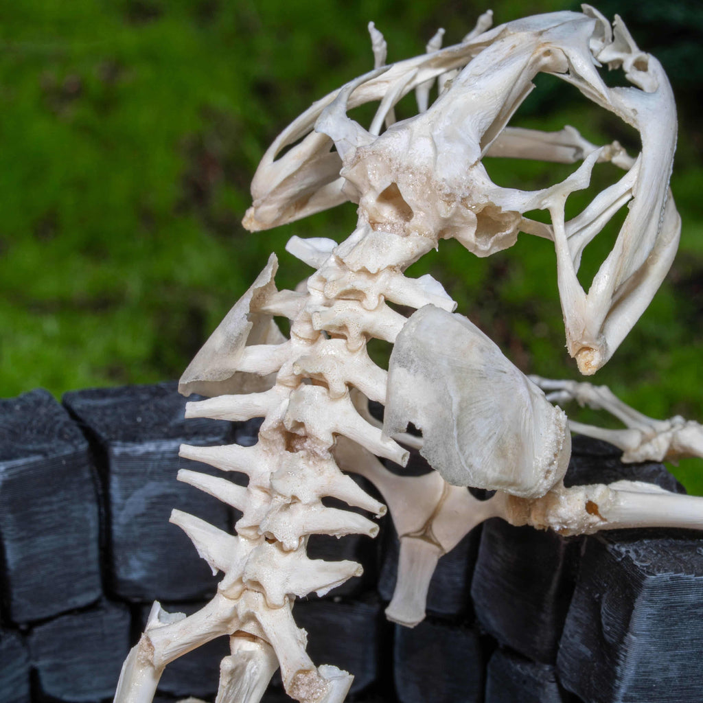 Real frog skeleton taxidermy art displayed on a hand-crafted stone well diorama, inspired by the fable “The Frog in the Well.” This Asian bullfrog skeleton is ethically sourced and carefully mounted, making it a unique gothic art decor and natural history specimen. Perfect for oddities collectors, curiosity cabinet displays, dark academia interiors, and symbolic storytelling art that combines memento mori, philosophy, and natural history.