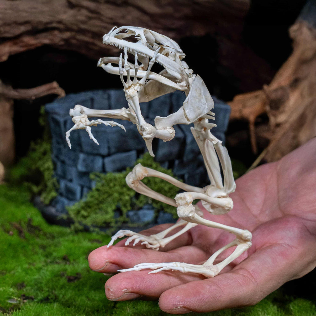 Real frog skeleton taxidermy art displayed on a hand-crafted stone well diorama, inspired by the fable “The Frog in the Well.” This Asian bullfrog skeleton is ethically sourced and carefully mounted, making it a unique gothic art decor and natural history specimen. Perfect for oddities collectors, curiosity cabinet displays, dark academia interiors, and symbolic storytelling art that combines memento mori, philosophy, and natural history.