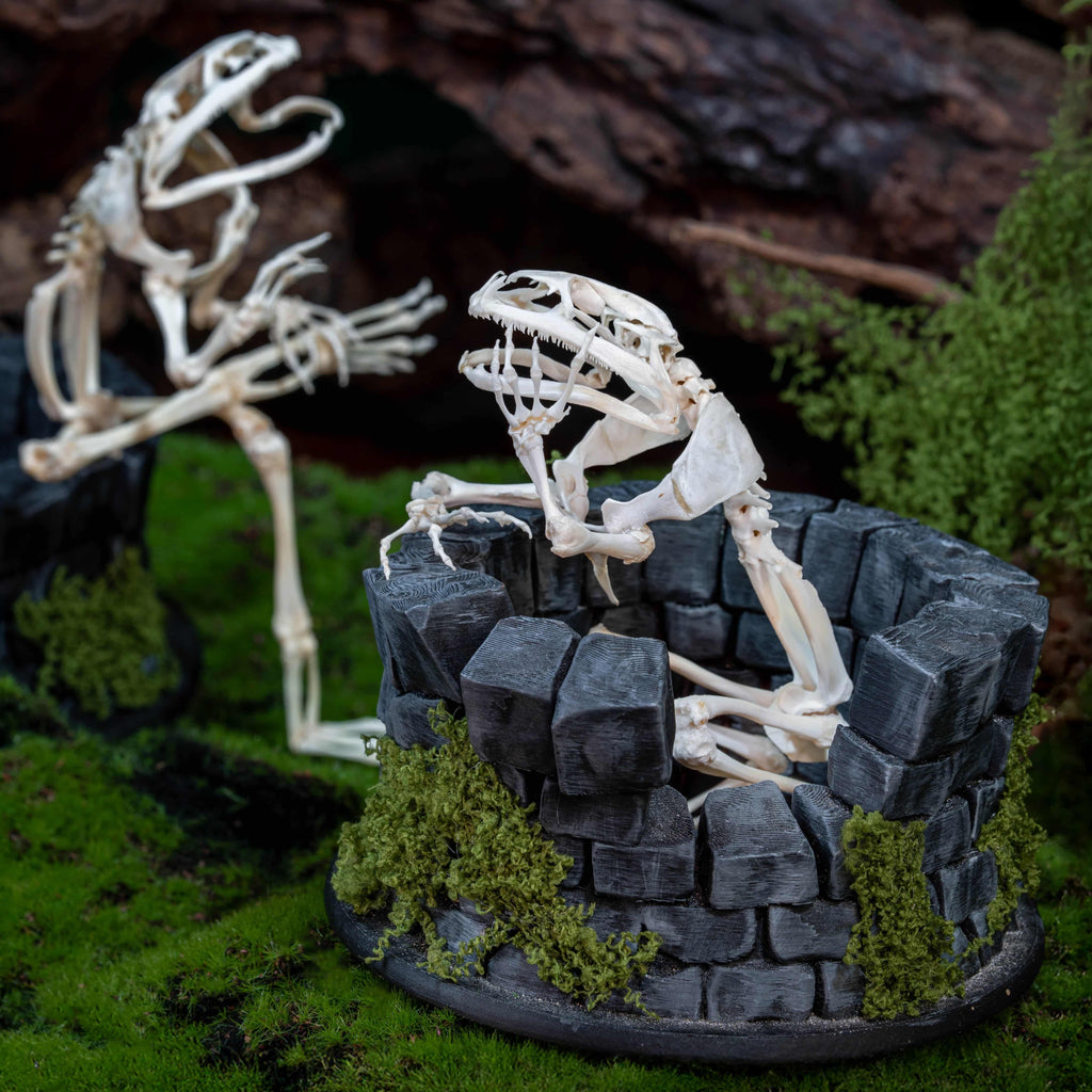 Real frog skeleton taxidermy art displayed on a hand-crafted stone well diorama, inspired by the fable “The Frog in the Well.” This Asian bullfrog skeleton is ethically sourced and carefully mounted, making it a unique gothic art decor and natural history specimen. Perfect for oddities collectors, curiosity cabinet displays, dark academia interiors, and symbolic storytelling art that combines memento mori, philosophy, and natural history.