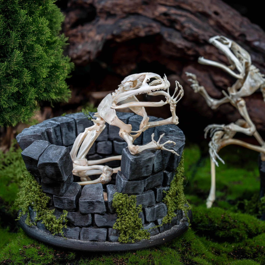 Real frog skeleton taxidermy art displayed on a hand-crafted stone well diorama, inspired by the fable “The Frog in the Well.” This Asian bullfrog skeleton is ethically sourced and carefully mounted, making it a unique gothic art decor and natural history specimen. Perfect for oddities collectors, curiosity cabinet displays, dark academia interiors, and symbolic storytelling art that combines memento mori, philosophy, and natural history.
