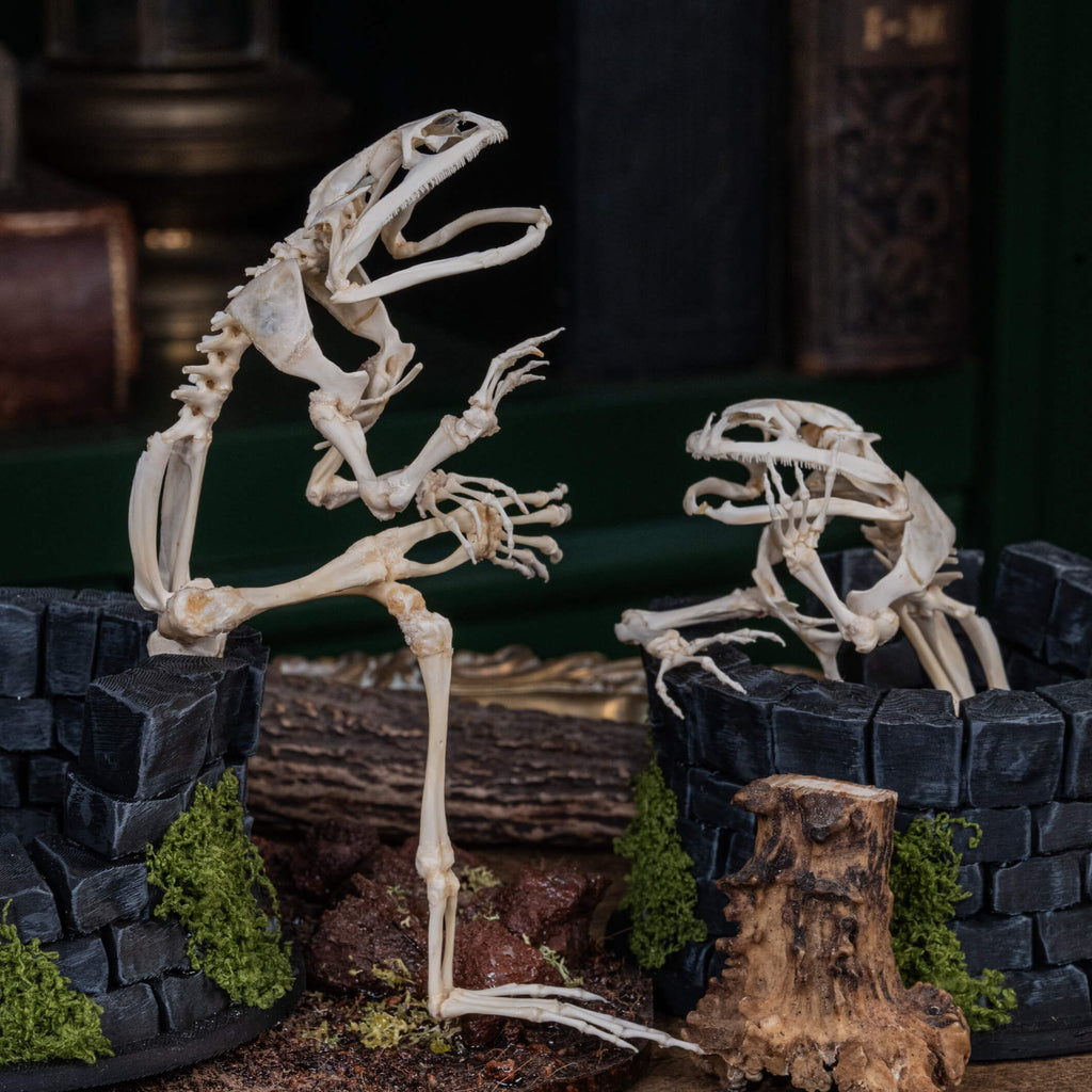 Frog skeleton sitting on a 3D prtinter stone well symbolic taxidermy art inspired by folklore and introspection.
The Frog In The Well, taxidermy art, Goth home decor, Nautical Decor, Goth Wall Art, Vintage Wall Art, Horror Decor, Witch decor, dark academia, vulture culture, Zoology gift, apothecary cabinet, Curio Cabinet, weirdcore, bookshelf decor, goblincore,

