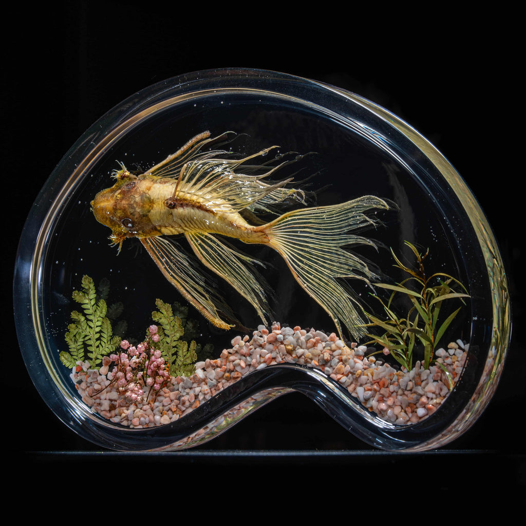 Real Golden Bristlenose Pleco fish taxidermy in a clear display tank. Vivid yellow body, detailed facial bristles, and sucker mouth clearly visible. Aquatic preservation art piece for collectors.
