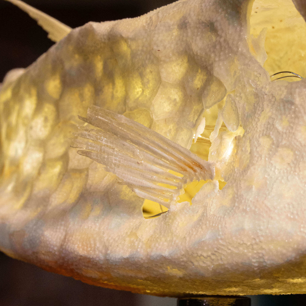 Longhorn cowfish skeleton taxidermy preserved marine specimen with iconic horned skull and bony armor