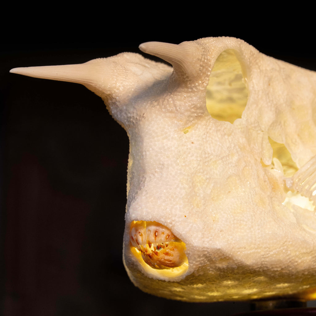 Longhorn cowfish skeleton taxidermy preserved marine specimen with iconic horned skull and bony armor