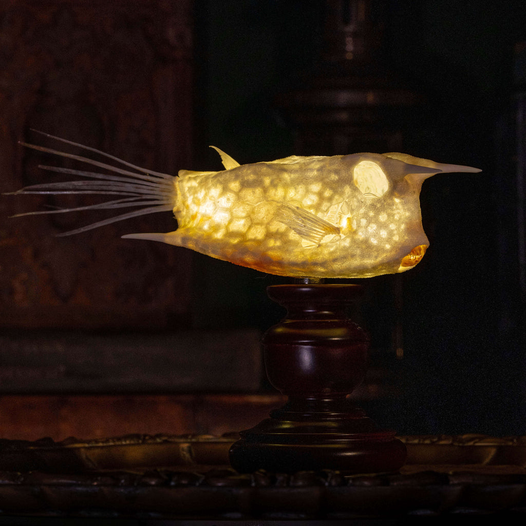 Longhorn cowfish skeleton taxidermy preserved marine specimen with iconic horned skull and bony armor