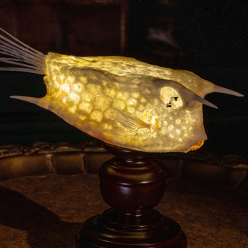 Longhorn cowfish skeleton taxidermy preserved marine specimen with iconic horned skull and bony armor