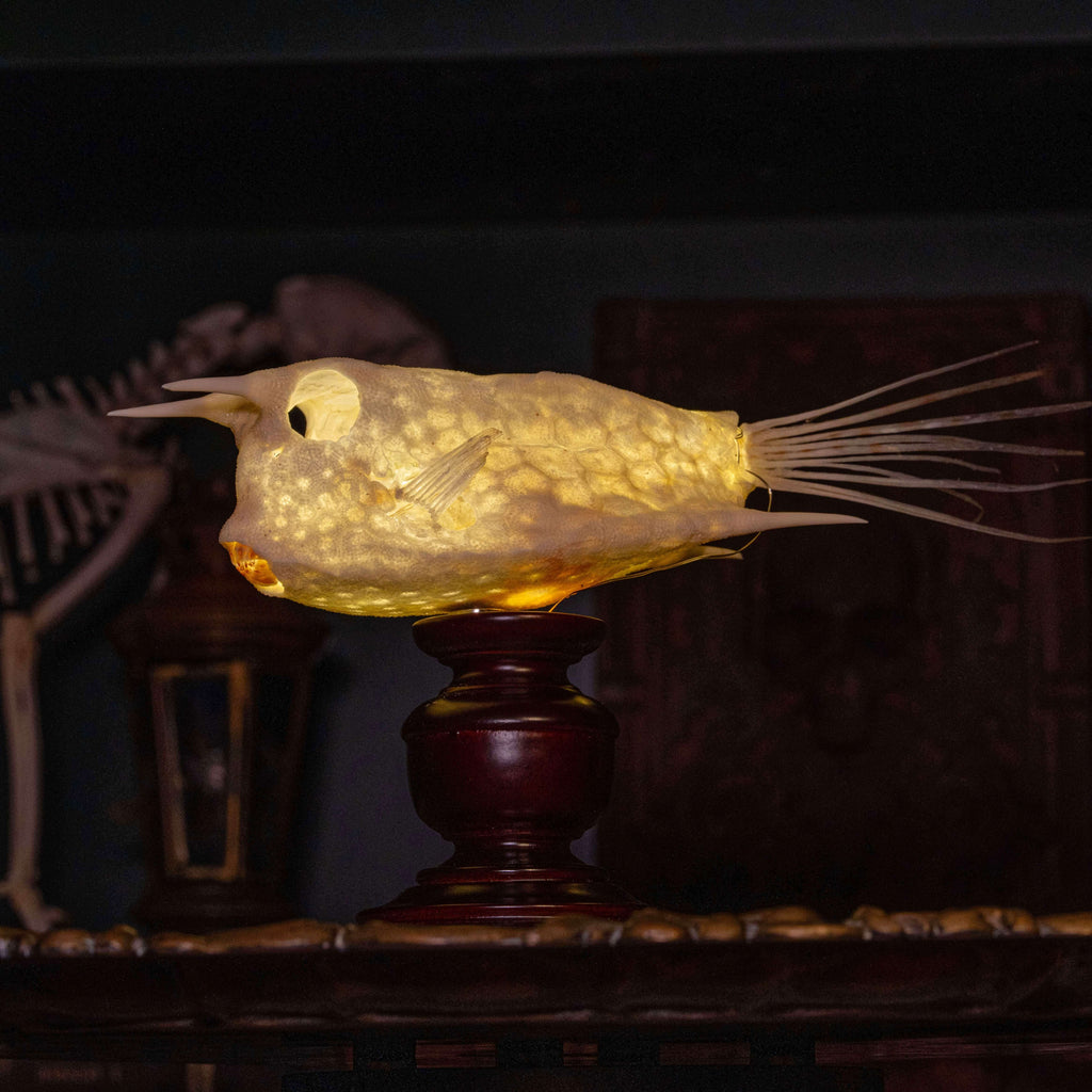 Longhorn cowfish skeleton taxidermy preserved marine specimen with iconic horned skull and bony armor