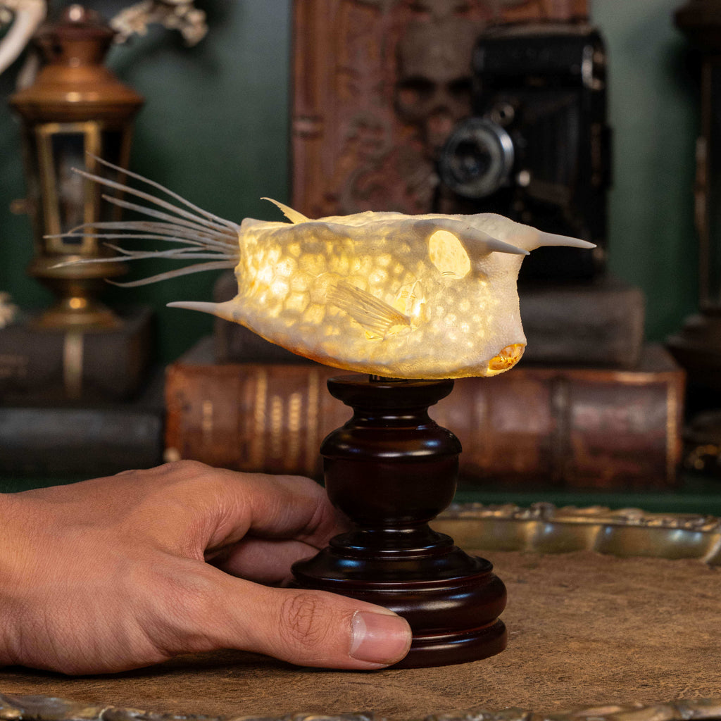 Longhorn cowfish skeleton taxidermy preserved marine specimen with iconic horned skull and bony armor