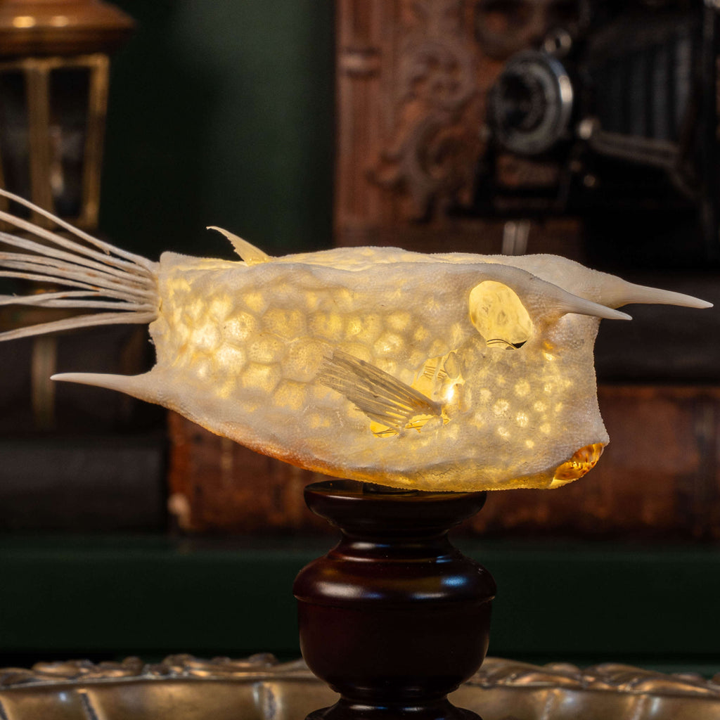 Longhorn cowfish skeleton taxidermy preserved marine specimen with iconic horned skull and bony armor.