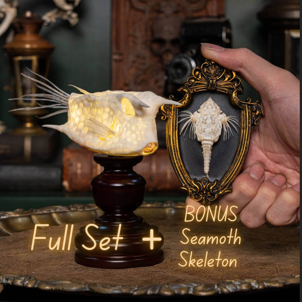 Longhorn cowfish skeleton taxidermy preserved marine specimen with iconic horned skull and bony armor