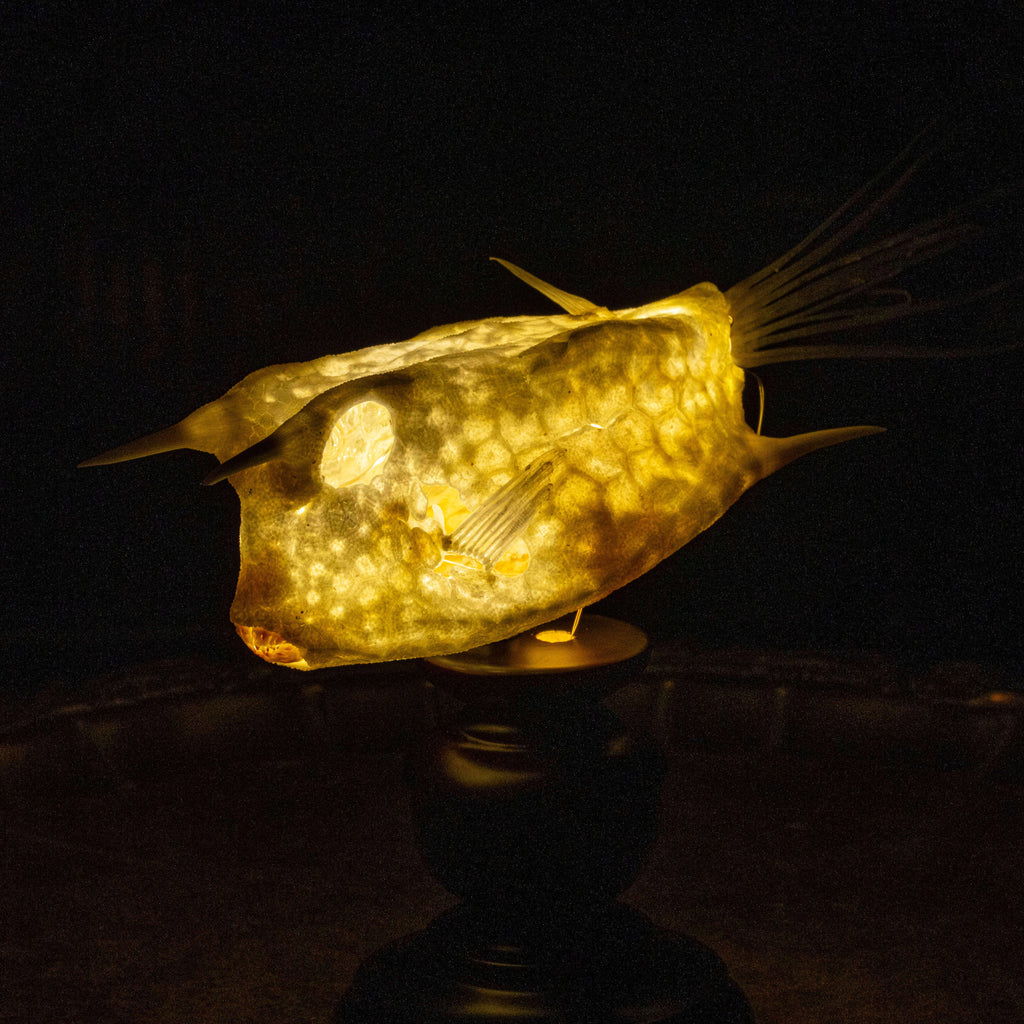 Longhorn cowfish skeleton taxidermy preserved marine specimen with iconic horned skull and bony armor.