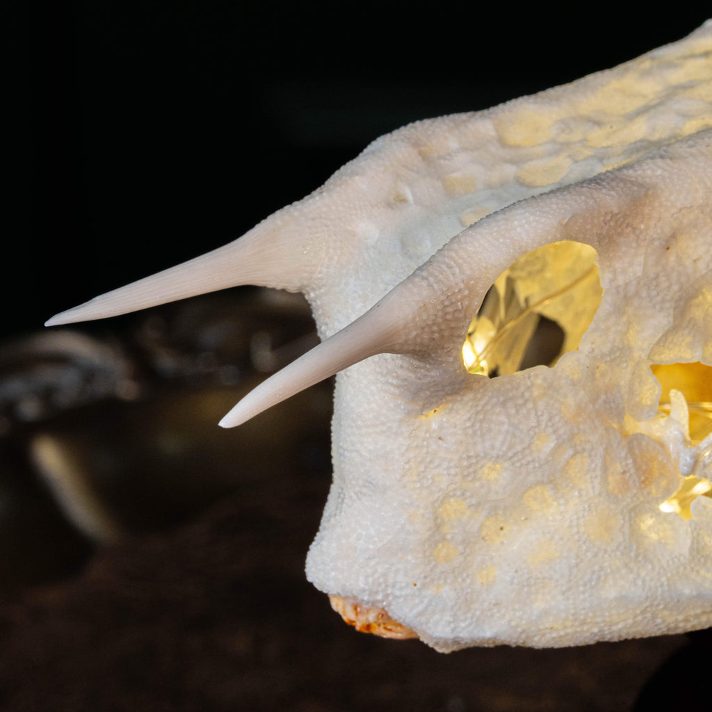 Longhorn cowfish skeleton taxidermy preserved marine specimen with iconic horned skull and bony armor.