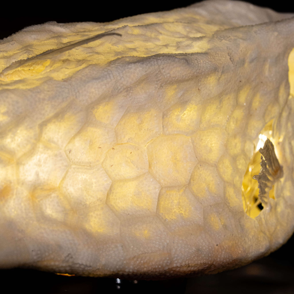 Longhorn cowfish skeleton taxidermy preserved marine specimen with iconic horned skull and bony armor.