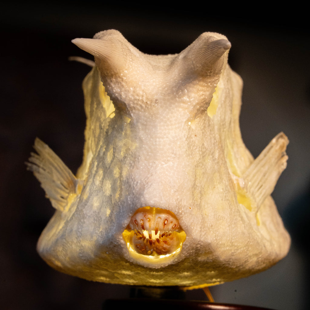 Longhorn cowfish skeleton taxidermy preserved marine specimen with iconic horned skull and bony armor