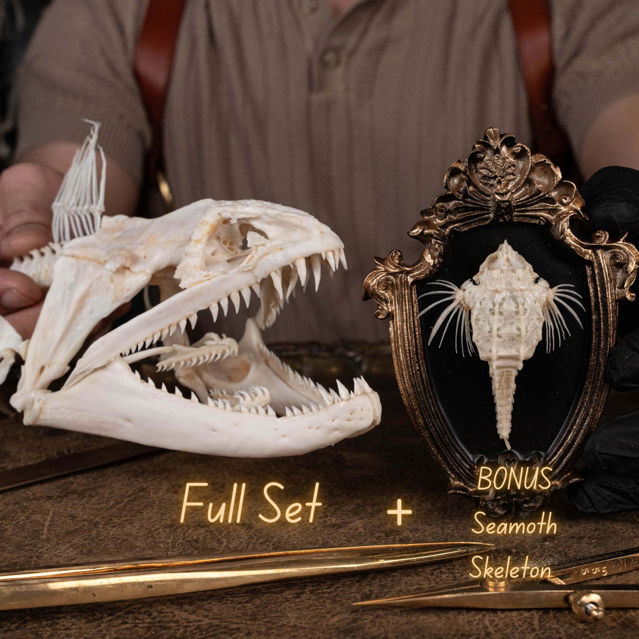 Real Moray Eel Skull 12 cm, Monster fish skeleton Taxidermy