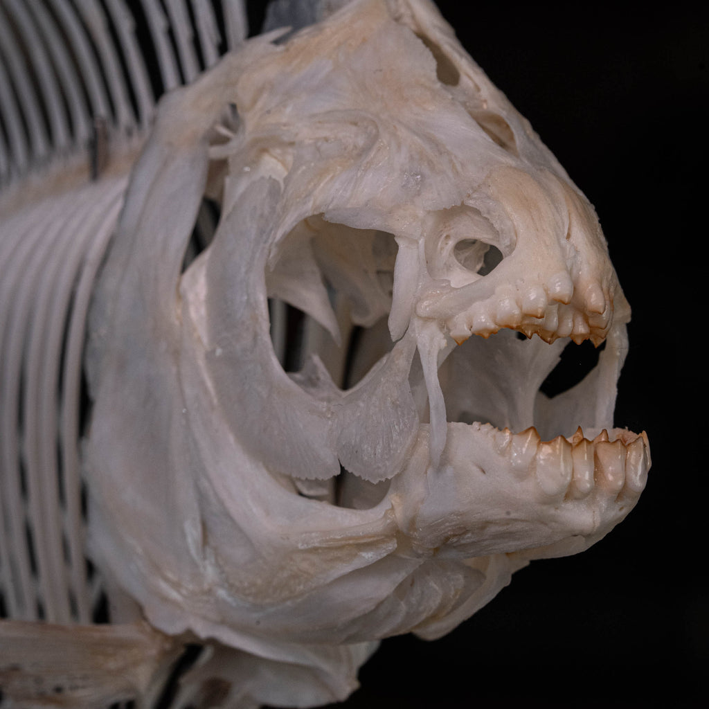 Pacu fish, piranha fish, monster fish bone collection, oddities and curiosities,  Real fish skeleton taxidermy,  real fish skull, trophy fish taxidermy,  fish anatomy,  Goth home decor, dark academia, vulture culture