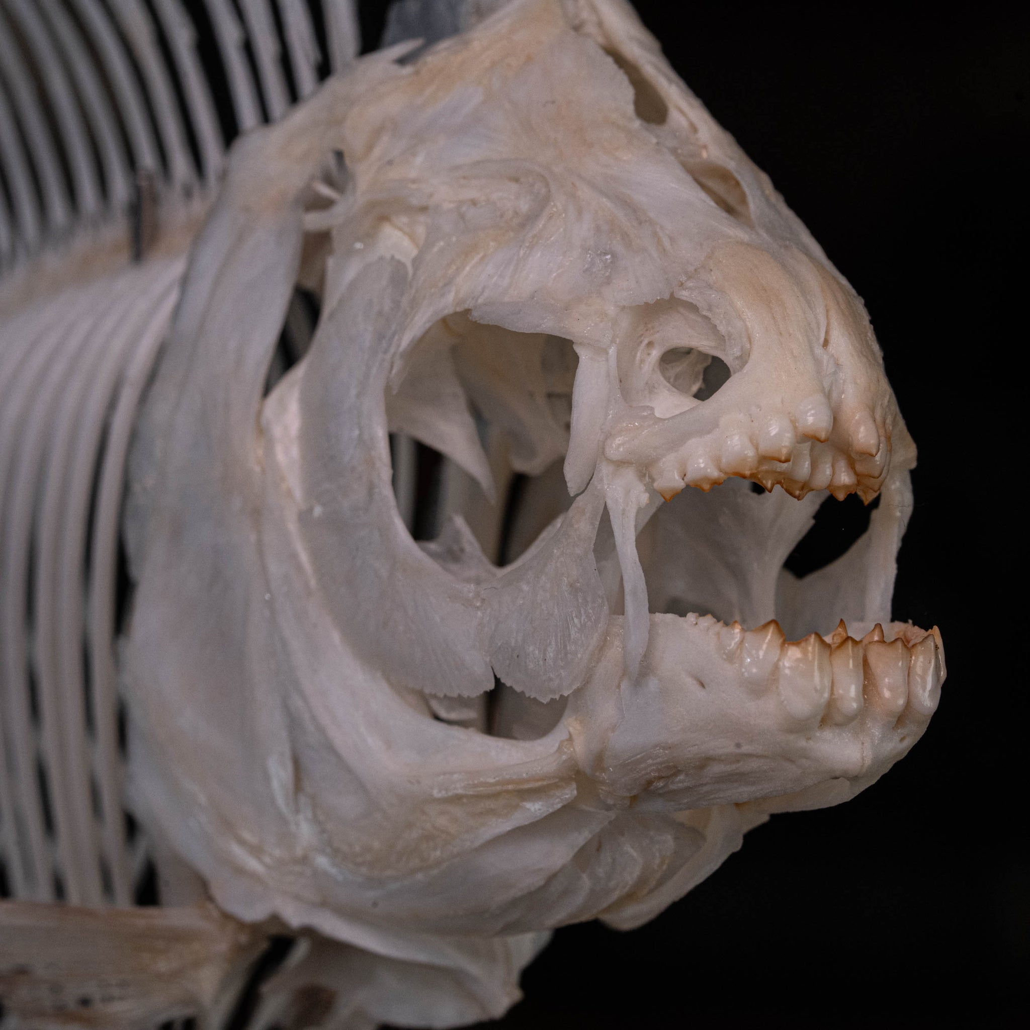 fish skeleton accessory rib cage Real Pacu Fish Skeleton – Piranha Taxidermy Oddities – Duy Ng Skeleton