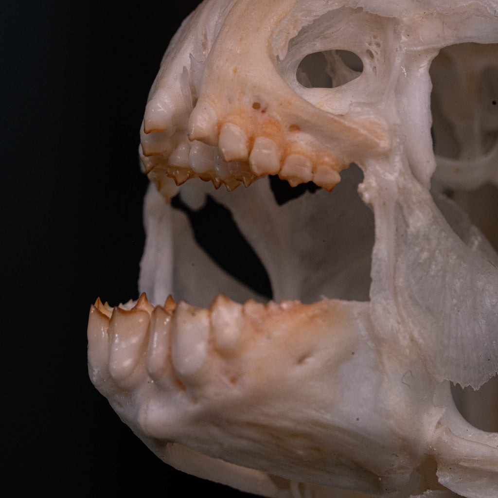 Pacu fish, piranha fish, monster fish bone collection, oddities and curiosities,  Real fish skeleton taxidermy,  real fish skull, trophy fish taxidermy,  fish anatomy,  Goth home decor, dark academia, vulture culture