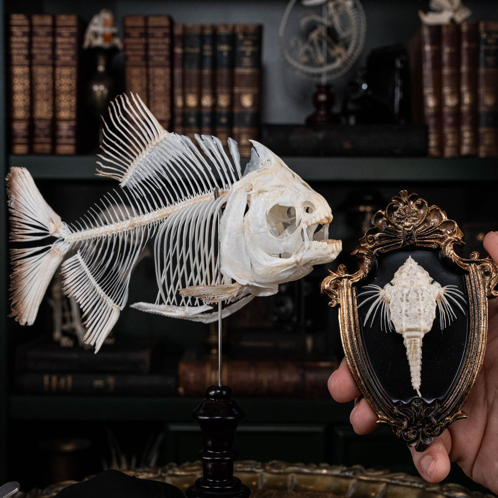 Pacu fish, piranha fish, monster fish bone collection, oddities and curiosities,  Real fish skeleton taxidermy,  real fish skull, trophy fish taxidermy,  fish anatomy,  Goth home decor, dark academia, vulture culture